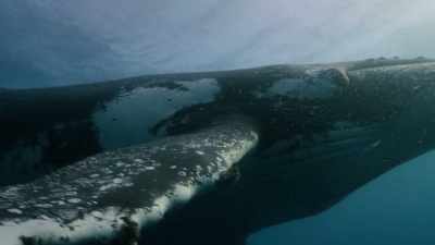 A huge public outcry - Our Planet