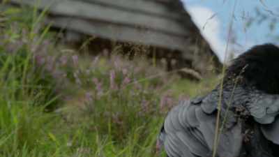 A hugely valuable resource - Wild Ways of the Vikings