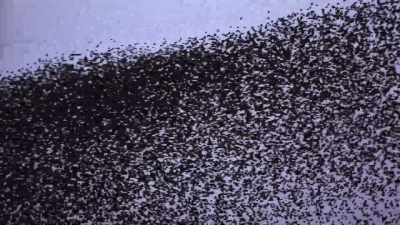 A hundred thousand birds racing around
a constantly changing track - Welcome to Earth