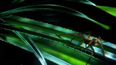 A huntsman spider -
and it's ready to strike. - Micro Monsters with David Attenborough