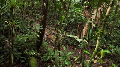 A jaguar. - Our Planet