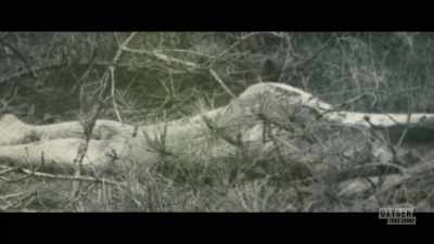 -A jane doe mystery
stretching back to 1974. - Lady of the Dunes: Hunting the Cape Cod Killer