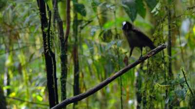 A juvenile male - Dancing with the Birds