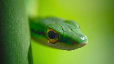 A keen-eyed parrot snake, - The Secret Lives of Animals