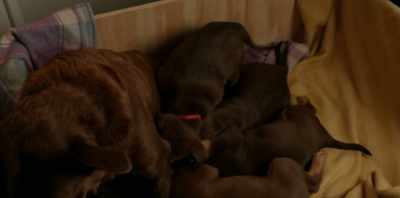 A kelpie is a dog that's
developed in Australia - Koko: A Red Dog Story