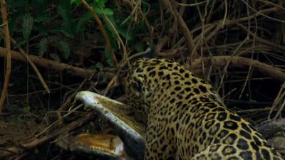 A kill this big has rarely been recorded. - Hostile Planet