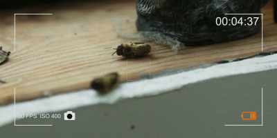 A, l'Abeille, alias Mme A, - The Beehive