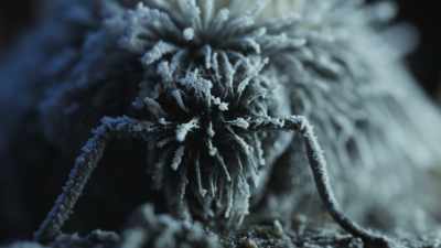 A Lapland bumblebee. - Frozen Planet II
