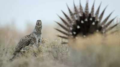 A large breast pouch. - Epic Yellowstone