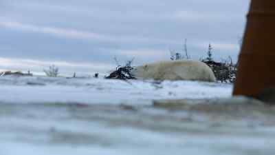 A large male approaches Aurora. - Predators
