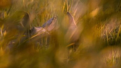 A last hiding place - Our Planet