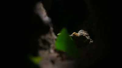 A leafcutter nest
can be up to eight meters deep - Our Planet