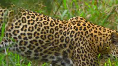 A leopard triggers another
specific alarm call. - The Secret Lives of Animals