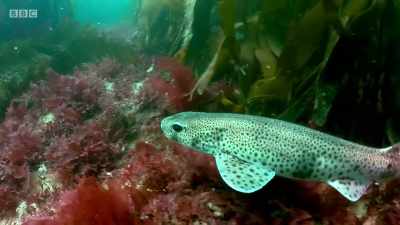 A lesser-spotted catshark. - Wales: Land of the Wild