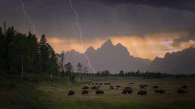 A lightning strike could have
walked away with 10%, - The American Buffalo