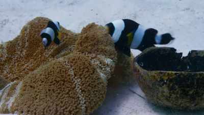A little adjustment
to the anemone's tentacles, - Blue Planet II