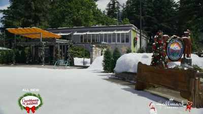 A little birdie tells me - A Christmas Tree Grows in Colorado