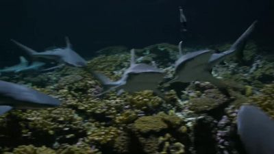 A little fish may outmaneuver a single shark, - Our Planet
