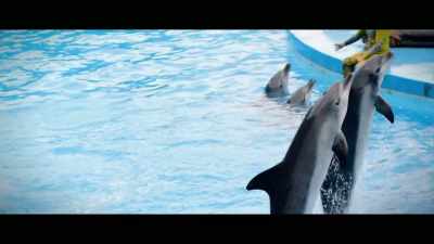 A live dolphin really is very expensive. - Seaspiracy