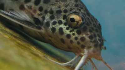 A local gang of cuckoo catfish. - Super/Natural