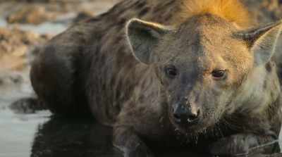 A lone hyena… - Surviving Paradise: A Family Tale