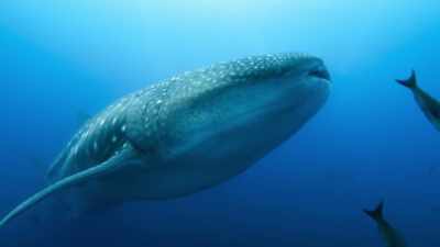 A lonely whale shark - Blue Planet II