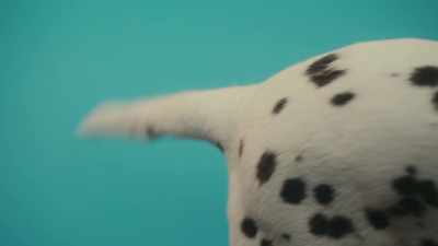 A loose tail
tends to indicate less stress, - Inside the Mind of a Dog