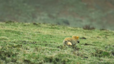 'A lot of work
for such a small snack. - A Year on Planet Earth