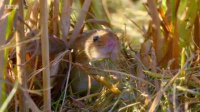 A lucky escape. - Wales: Land of the Wild