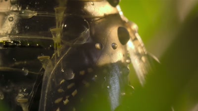 'A magical transformation... - A Year on Planet Earth