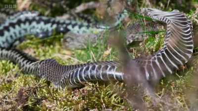 A male adder sheds his winter skin, - Wild Isles
