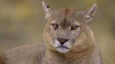 A male almost twice her size. - The Secret Lives of Animals