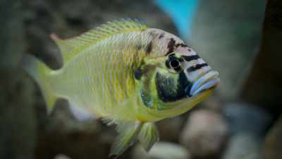 A male burtoni cichlid - Super/Natural