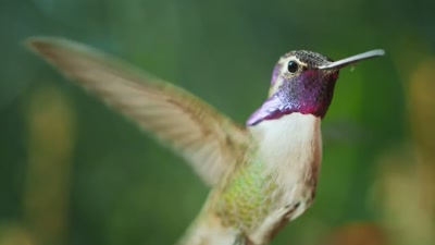 'A male Costa's hummingbird... - A Year on Planet Earth