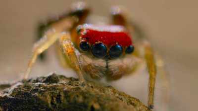 A male glittering peacock spider
searching for a mate. - Tiny World