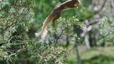 A male red squirrel
jumps into action. - Wild Isles