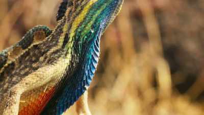 A male Sarada lizard does his best
to get himself noticed. - Seven Worlds, One Planet