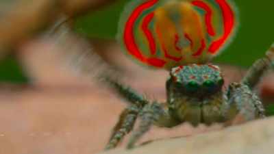 A male will dance
like his life depends on it - Tiny World
