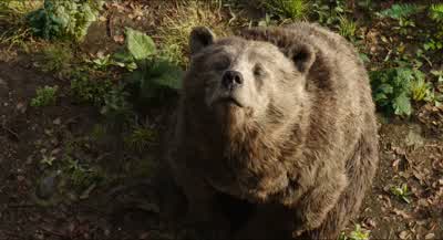 A man cub Yeah Could you keep your voice downI'm trying to concentrate - The Jungle Book