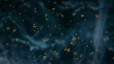 A mass spawning
that only happens once a year. - Welcome to Earth