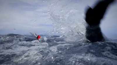 A massive bull shark drags Glenn under
the water and thrashes violently. - Shark Attack Files