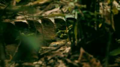 A MASSIVE
CROCODILE-LIKE CREATURE - Expedition Mungo