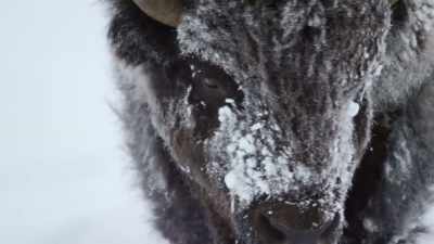 A matriarch, - Epic Yellowstone