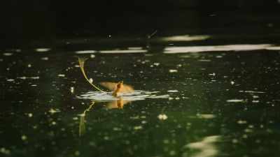 A mayfly is born. - Super/Natural