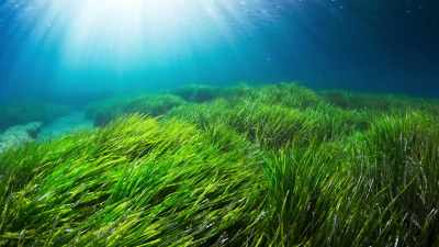 A meadow that is still
flourishing today. - The Green Planet
