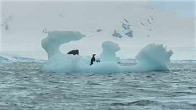 A mere snack for an
adult killer whale... - Frozen Planet II