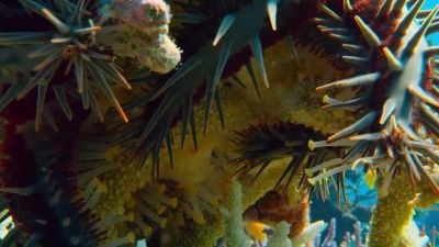 A monstrous... - Tiny World