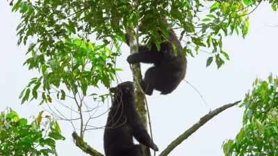 A more experienced bear
has turned up and wants a go. - Seven Worlds, One Planet