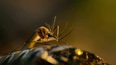 A mosquito is far better equipped
for the job. - Super/Natural