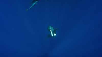 A mother is holding
her new-born young. - Blue Planet II